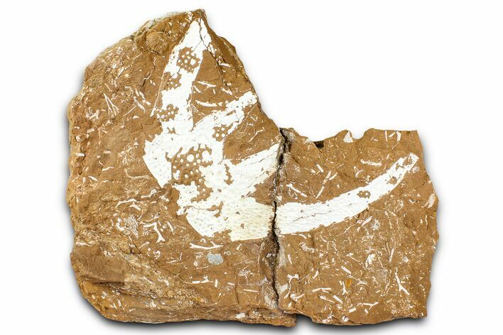 Ordovician Kukersite Oil Shale w/ Bryozoan & Trilobite Fossils #368965